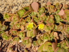 Portulaca oleracea image