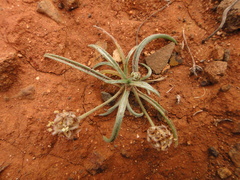 Plantago ovata