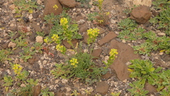 Reseda lancerotae image