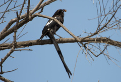 Lanius melanoleucus