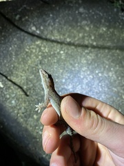 Lepidodactylus lugubris