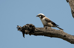 Eurocephalus anguitimens