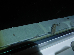 Abantiades latipennis