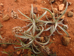 Plantago ovata