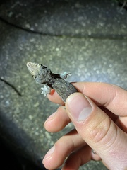 Lepidodactylus lugubris