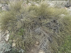 Ephedra