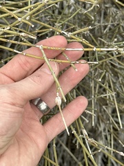 Ephedra