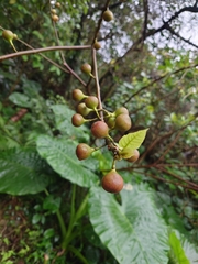 Ficus erecta beecheyana