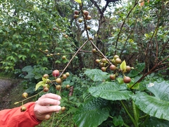 Ficus erecta beecheyana