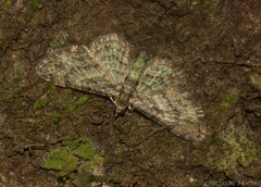 Chloroclystis mniochroa