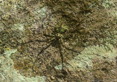 Tamopsis brisbanensis