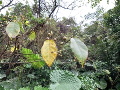 Ficus erecta beecheyana