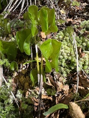 Hymenophyllum nephrophyllum