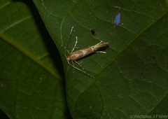 Labdia schismatias
