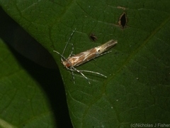 Labdia schismatias