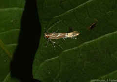 Labdia schismatias