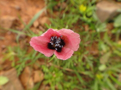 Papaver hybridum