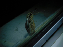 Abantiades latipennis