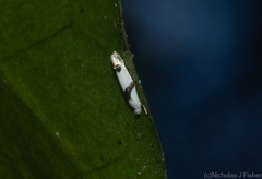 Leucoptera plagiomitra
