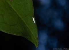 Leucoptera plagiomitra
