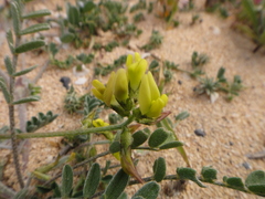 Astragalus hamosus