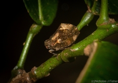 Cotylana angustifrons