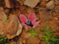 Papaver hybridum