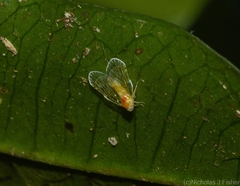 Saccharodite chrysonoe