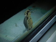 Abantiades latipennis