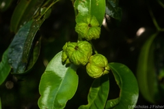 Baloghia inophylla