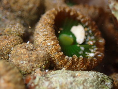 Palythoa mutuki