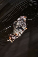 Periclystus circuiter