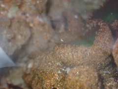 Palythoa mutuki