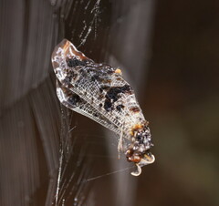 Periclystus circuiter