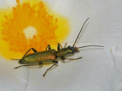 Chrysanthia viridissima