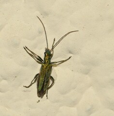 Chrysanthia viridissima