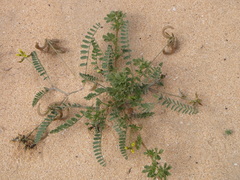 Astragalus hamosus