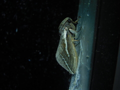 Abantiades latipennis