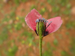 Papaver hybridum