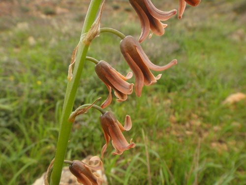 Dipcadi serotinum image