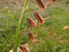 Dipcadi serotinum image