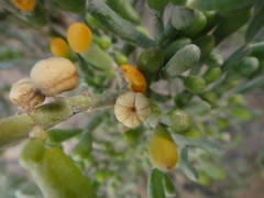 Tetraena fontanesii