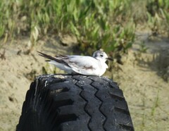 Hydrocoloeus minutus