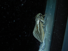 Abantiades latipennis