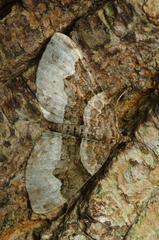 Xanthorhoe lacustrata