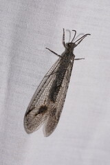 Glenoleon meteoricus