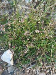 Hornungia procumbens