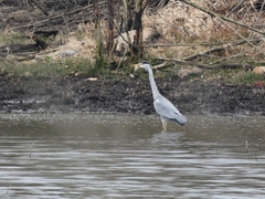 Ardea cinerea