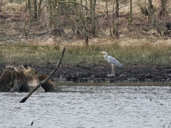 Ardea cinerea
