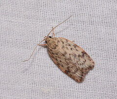 Oligoloba severa